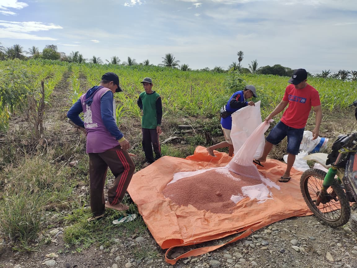 PKTD Desa Mario Lakukan Kegiatan Pemupukan Jagung di Bukit Tanete